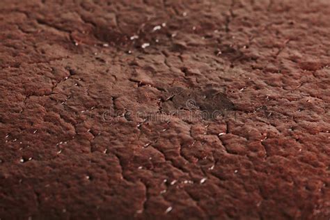 Close-up Macro Photograph of Chocolate Cake Texture Stock Image - Image of fattening, detail ...