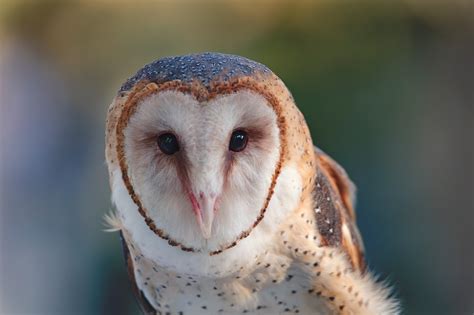 Barn Owl | California Living Museum