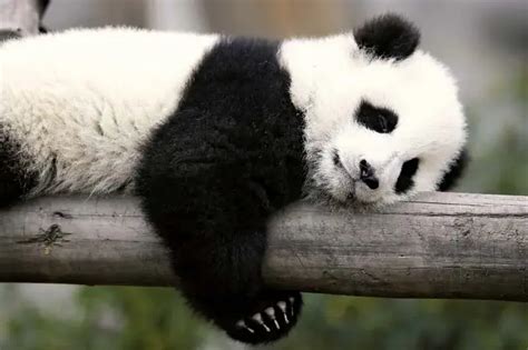 Top 10 Laziest Animals In The World 2023