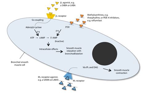 The mechanism of action of the different classes of bronchodilators ...