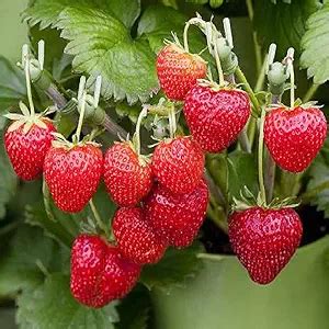 The Ultimate Buying Guide for Strawberry Seeds: Best Types, Key Considerations, Features, and Tips