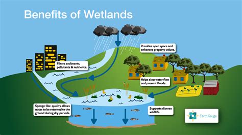 Wetland Diagram Bbra Newsletter