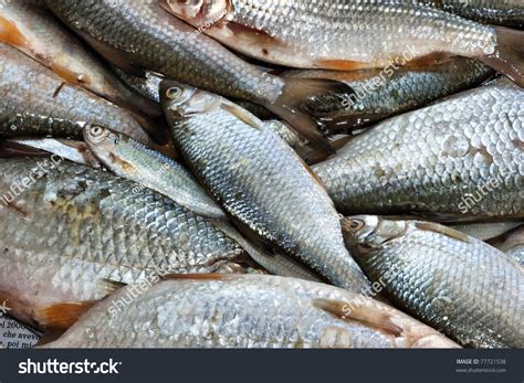 Background Full Of Small Edible Freshwater Fish Stock Photo 77721538 : Shutterstock