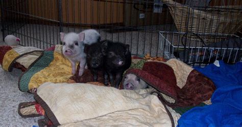 Sweet Pig Farm: Mini Pig Pet Care