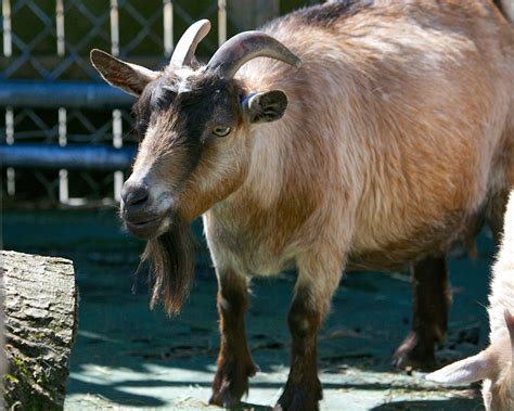 African Pygmy Goat - Connecticut's Beardsley Zoo