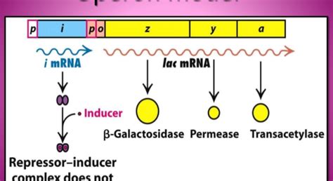 operon model | Ask Microbiology