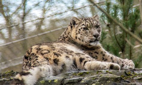 Leopard Lying on a Rock · Free Stock Photo