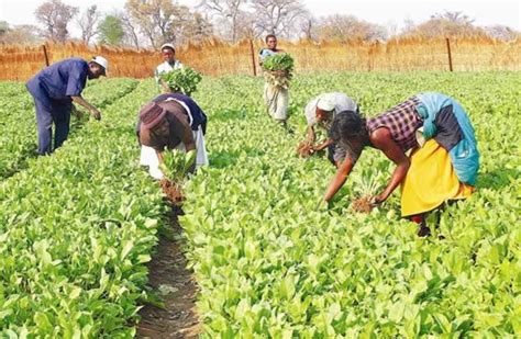 Tobacco farming critical in promoting food security | The Herald