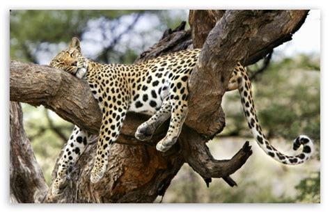 Leopard Sleeping In Tree Ultra HD Desktop Background Wallpaper for 4K ...