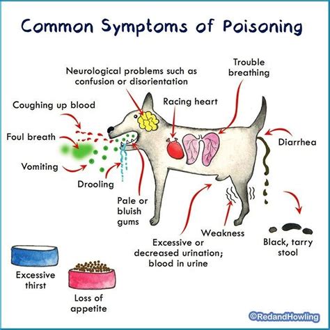 Pet Poison Prevention Week: Let’s Keep Our Pets Safe! | Pet poison, Pet poison prevention ...