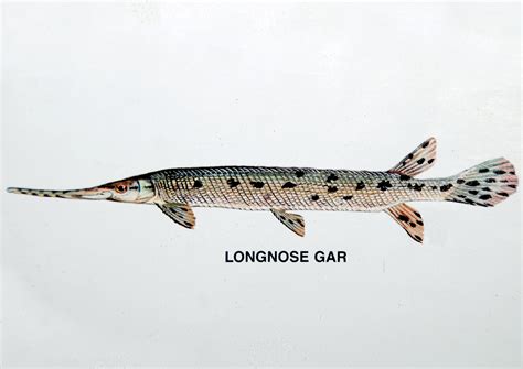 Longnose gar are the only gar species native to South Carolina. - Carolina Sportsman