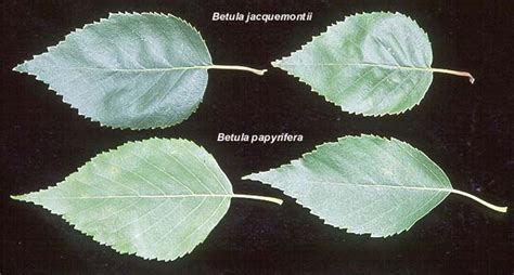 Betula papyrifera | Landscape Plants | Oregon State University