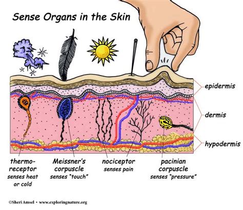 Touch and the Sensory Receptors of the Skin