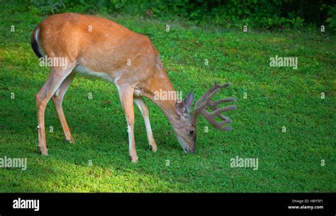 Whitetail buck with antlers in velvet grazing on some grass Stock Photo - Alamy