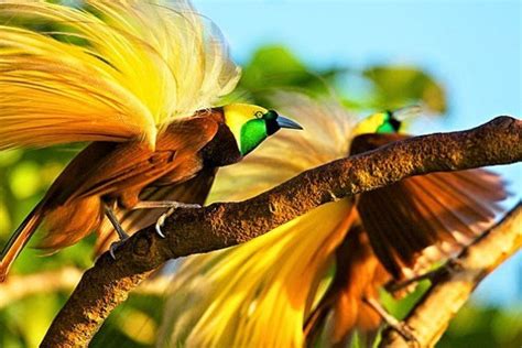 Banyak Burung Cenderawasih "menari" di Hutan Warkesi Raja Ampat - ANTARA News