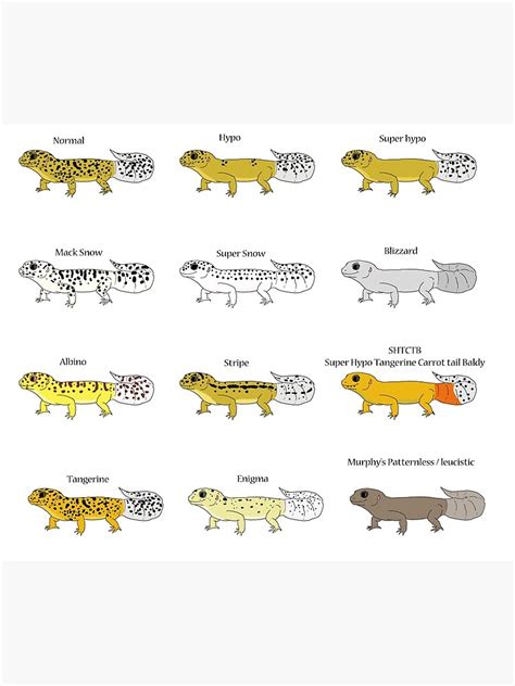 "Common Leopard Gecko Morphs" Poster for Sale by christywoowoo | Redbubble