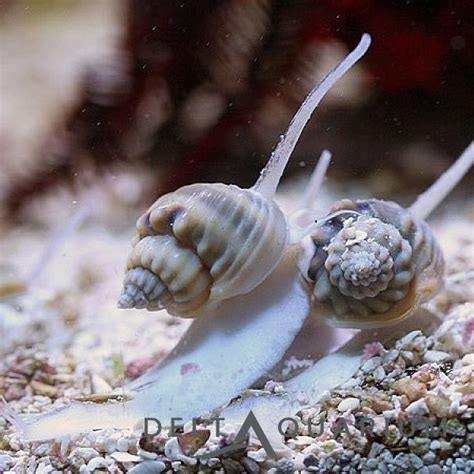 Nassarius Snail in stock at Delta Aquarium