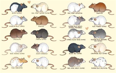 Different Types Of Pet Rats: Discover The Different Colors & Body Shapes