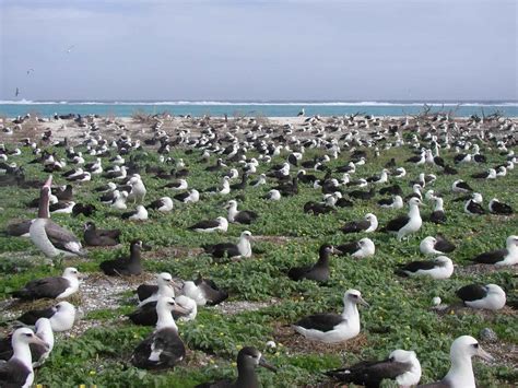 Free picture: albatross, nesting