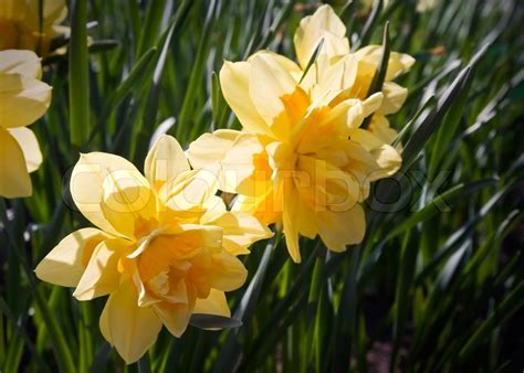 Yellow narcissus flower macro view | Stock image | Colourbox