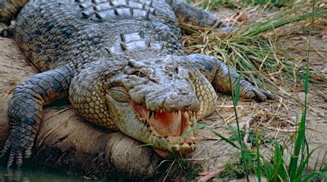 7 Fascinating Facts About The Australian Saltwater Crocodile