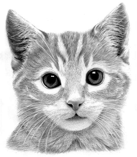 Kitten Art Print by Ronny Hart in 2021 | Kitten art, Kitten drawing ...