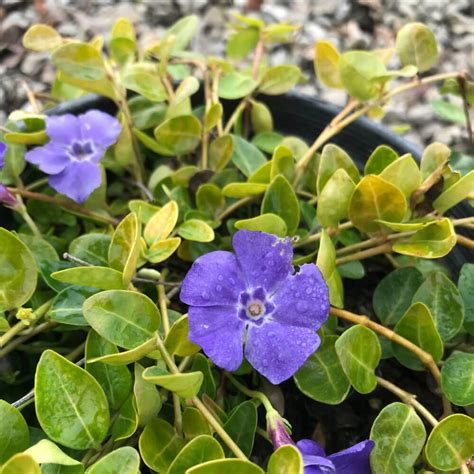 Vinca Minor - Dwarf Periwinkle | Western Star Nurseries