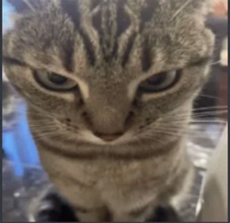 Angry Cat Angry Wide Cat Meme Meme - Angry Cat Angry Wide Cat Meme Angry Cat Meme - Discover ...