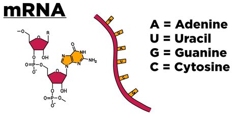 Mrna Definition