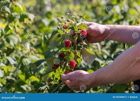 Mans Hands Showing Berries on Raspberry Bushes in the Garden, Closeup. Harvesting Concept. Stock ...