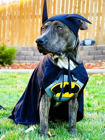 Best Pitbull Halloween Costumes for Your Dog.