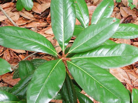 Leaves of Southern Magnolia | Nature Photo Gallery