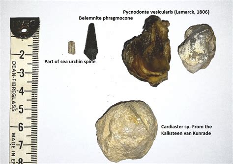 early early and late early Maastrichtian fossils (Late Cretaceous) - Fossil Hunting Trips - The ...