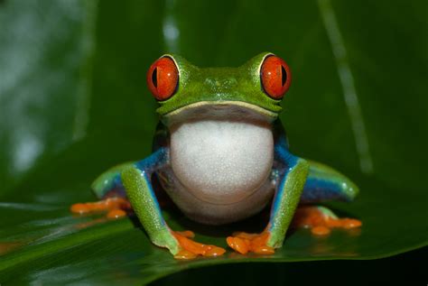 Red-Eyed Tree Frog | Sean Crane Photography