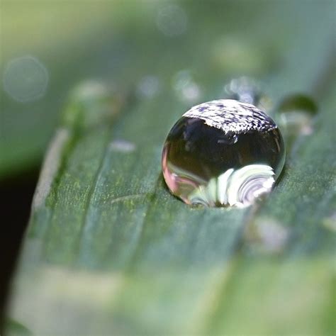 MACRO PHOTOGRAPHY EXPLAINED IN DETAIL