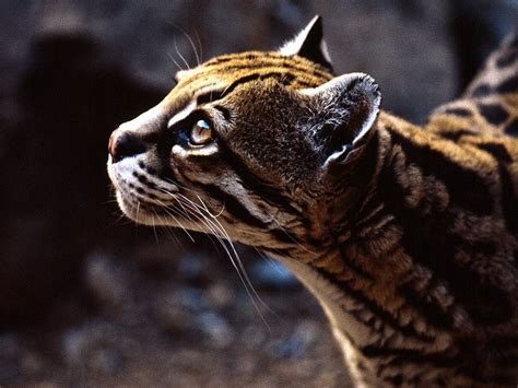 Wild Caribbean: The Caribbean's Most Unusual Animals - LargeUp