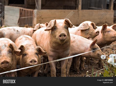 Pigs On Farm. Happy Image & Photo (Free Trial) | Bigstock