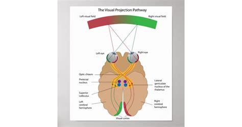 The visual projection pathway Poster | Zazzle