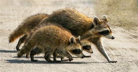 Raccoon Family | U.S. Fish & Wildlife Service