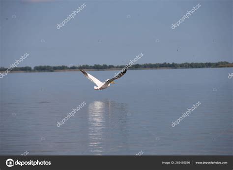 White Pelican Flying Water Stock Photo by ©djtellado 265485586