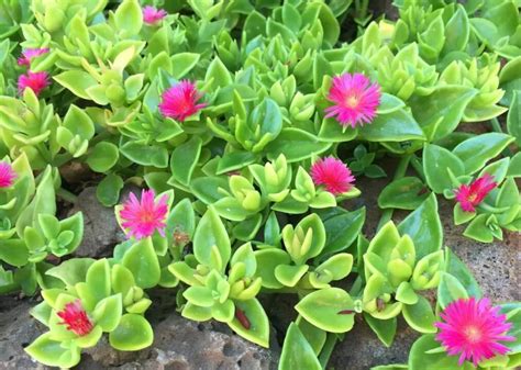 17 Types Of Succulents With Pink Flowers