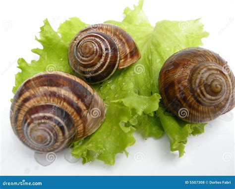 Roman snails stock photo. Image of shells, mouthwatering - 5507308