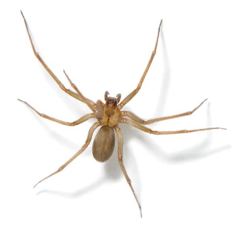 Brown Recluse Spider Facts | Brown Recluse Spide Control | TERRO®