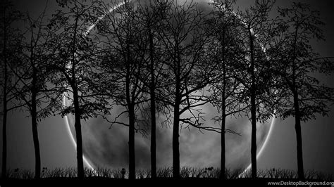 Dark Forest With Moon , Dark Forest Laptop HD wallpaper | Pxfuel