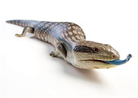 35 Best Photos Blue Tongue Skink Pet Care : blue-tongue-skink | Blue tongue skink, Pet care tips ...