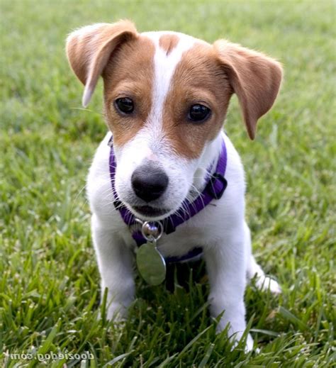 Adorable-jack-russel-puppies-dog-breed-wallpaper - Dog Breeders Guide