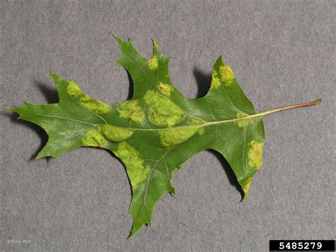 oak leaf blister (Taphrina caerulescens)