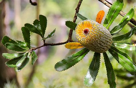 East Rim Wildflower walking track | NSW National Parks | Australian native plants, Australian ...