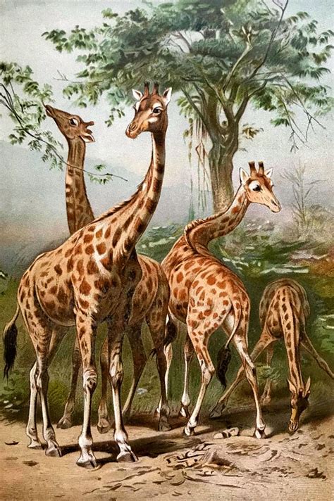 The Graphics Monarch: Printable Giraffe Art Vintage African Animal Print Download Artwork