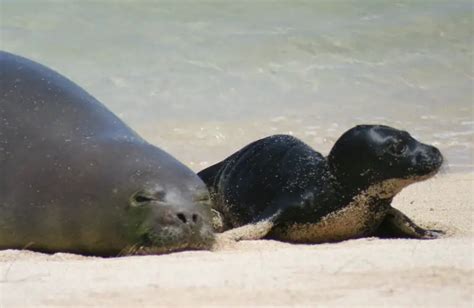 Hawaiian Monk Seal – Monachus schauinslandi - Critically Endangered Species